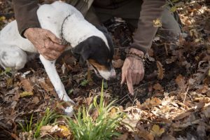 La ricerca del tartufo / Truffle hunting