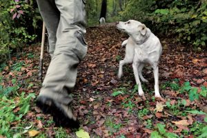 La ricerca del tartufo / Truffle hunting